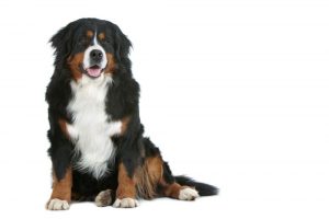 Berner Sennenhund