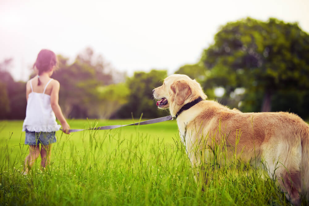 Ein-Hund-fur-meine-Kinder-Worauf-sollte-man-achten-2