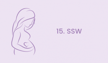 15. Schwangerschaftswoche