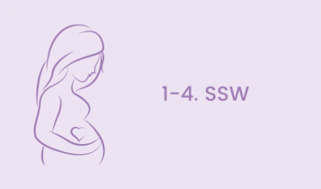 1. – 4. Schwangerschaftswoche